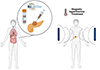 IMDEA Nanociencia coordinates NoCanTher, a European project now entering a clinical study phase -testing magnetic nanoparticles for hyperthermia against pancreatic cancer